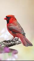 Cardinal rouge capture d'écran 1