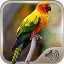 Oiseau Sons APK