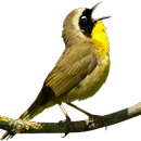 Bird Sounds APK