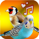APK Birds Sounds ( Offline )