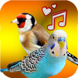 Birds Sounds ( Offline ) icône