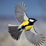 Birds funny sounds free