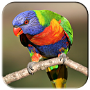 fond d'écran oiseau APK