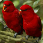 1000+ Birds Wallpapers Zeichen