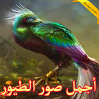 أروع صور الطيور 2018 | Birds wallpapers biểu tượng