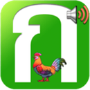 ก. ไก่ APK