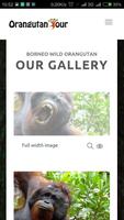 Borneo Wild Orangutan Affiche