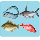 Sea Animals Names آئیکن