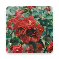 top flower