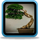 Idées de bonsaï japonais APK