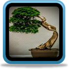 Idées de bonsaï japonais icône