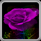 rose live wallpaper icon