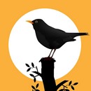 Black Bird Song-APK