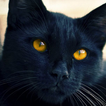 black cat live wallpaper