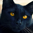 black cat live wallpaper ikon