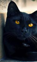 black cat live wallpaper poster