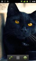 black cat live wallpaper স্ক্রিনশট 1