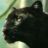 black panther live wallpaper ikon