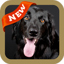 Black Wallpaper APK
