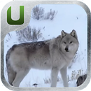 Wolf Sounds Ringtones aplikacja