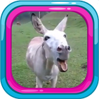 Donkey Sounds Ringtones 2018 ikona