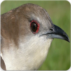 Black Billed Cuckoo Sound : Billed Cuckoo Song 圖標