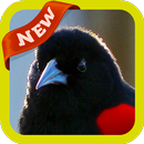 Blackbird Wallpaper APK