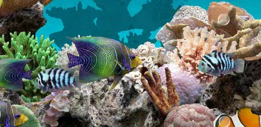 Coral Fish 3D Live Wallpaper