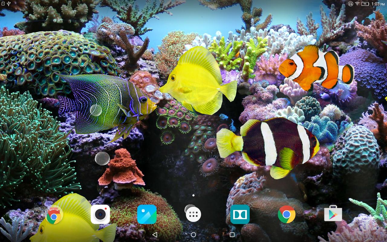 Coral Fish  3D Live  Wallpaper  APK Download Free 