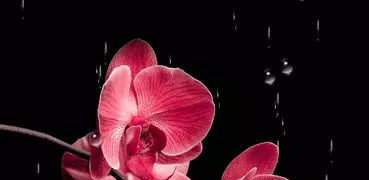 Цветы Орхидеи Живые Обои