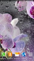 Orchids Live Wallpaper Cartaz