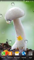 Mushrooms Live Wallpaper 截图 1