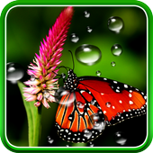 Rain Live Wallpaper icon Rain Live Wallpaper icon