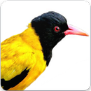 Black Hooded Oriole Sound : Hooded Oriole Call APK