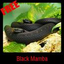 Black Mamba APK