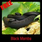 Black Mamba आइकन