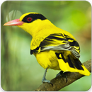 Black Naped Oriole Sound : Black Naped Oriole Song APK