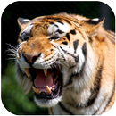 Tiger Sounds APK