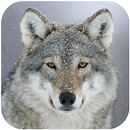 Wolf Sounds APK