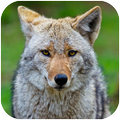 Coyote Sounds