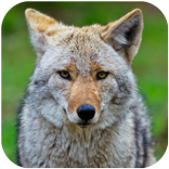 ”Coyote Sounds