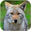 Coyote Sounds APK