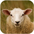 Sheep Sounds APK