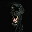 black panther Live Wallpaper