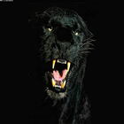 black panther Live Wallpaper Zeichen