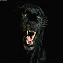 black panther Live Wallpaper APK