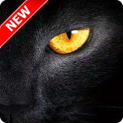 Black Panther Wallpaper APK download