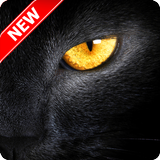 Black Panther Wallpaper icon