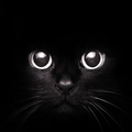 Black wallpaper