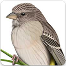 Black Throated Canary Singing : Black Throat Finch APK